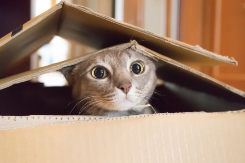 Домик для кошки из картонной коробки (74 фото)